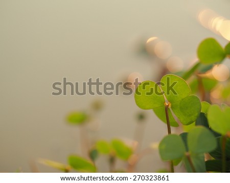 green plant/little green plant in water.