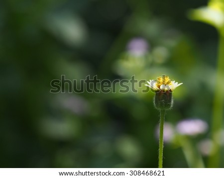 flower/little flower and green background.
