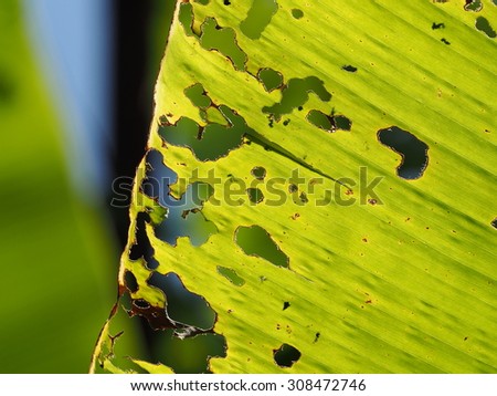 leaf texture/texture of banana leaf.