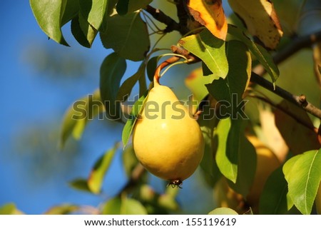 Fresh yellow pear on the branch