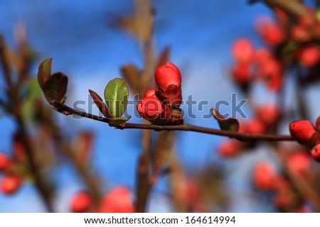 Small red buds on the branch , spring moments