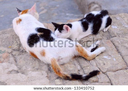 Cat feeds the kitten milk. Family idyll