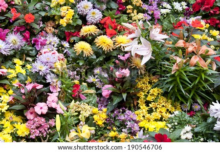 Bunch of flowers. The background image of the colorful flowers