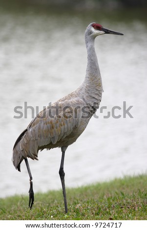 sandhill crane gray bird broken foot green peace care wildlife