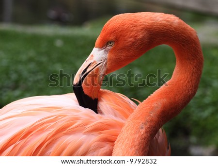 pink flamingo bird eyes black beak nib flags