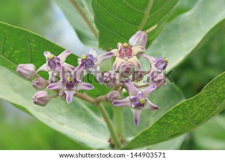 Purple Crown Flower, Giant Indian Milkweed, Gigantic.