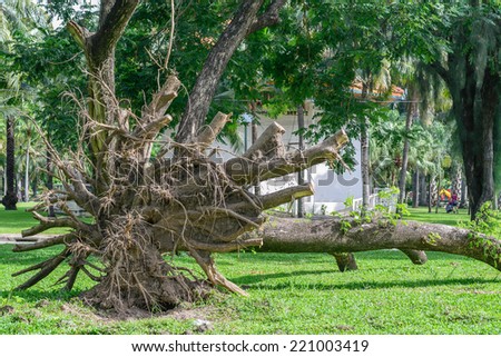 Falling tree in garden.