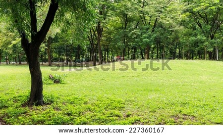Lawn and tree in garden,