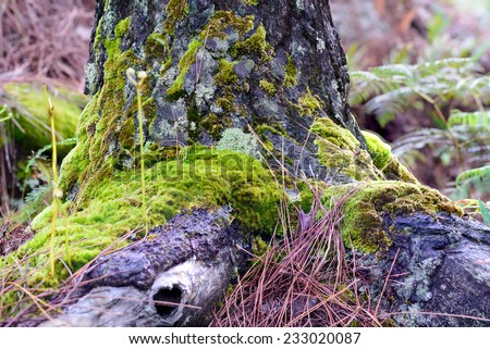 Moss cover on old stump in forest.