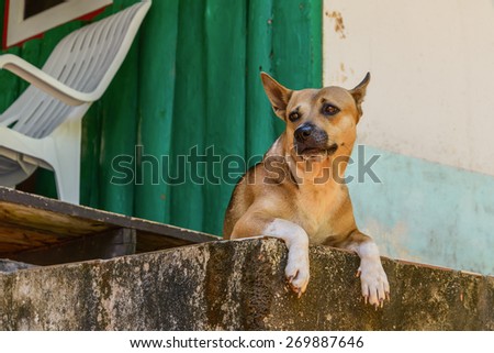 Dog waiting for someone at home.