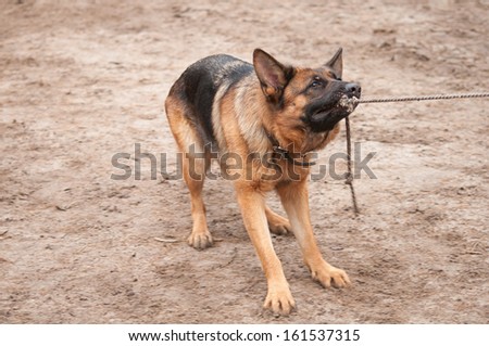 alsatian dog playing and pulling the rope
