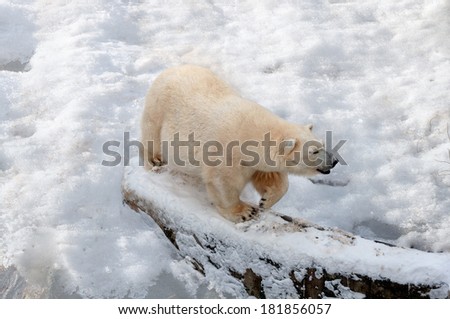 polar bear walking on the snow