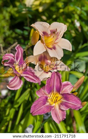 day lily light violet beautiful flowers postcard