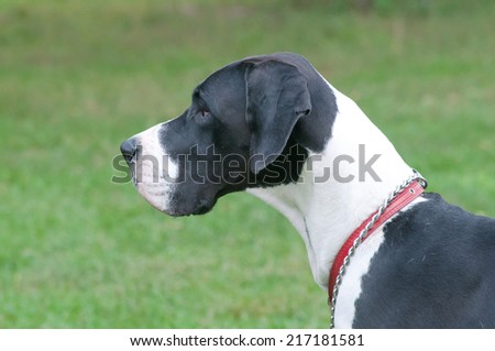 big dog portrait close up