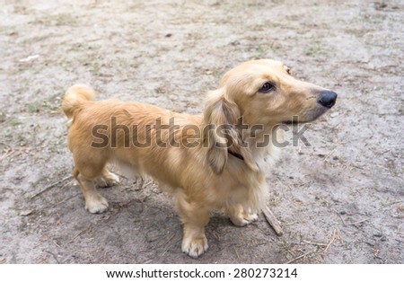 standard beige dachshund dog standing on the ground