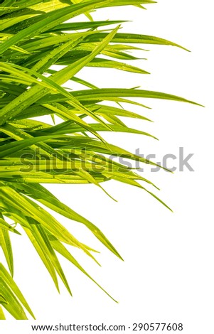 day-lily wet green grass isolated on white background