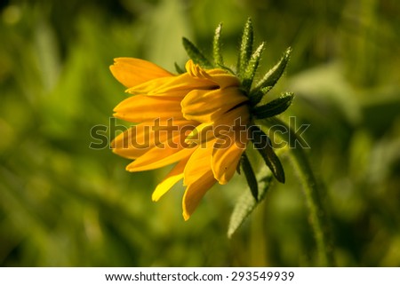 Bright yellow rudbeckia or Black Eyed Susan flower in the garden