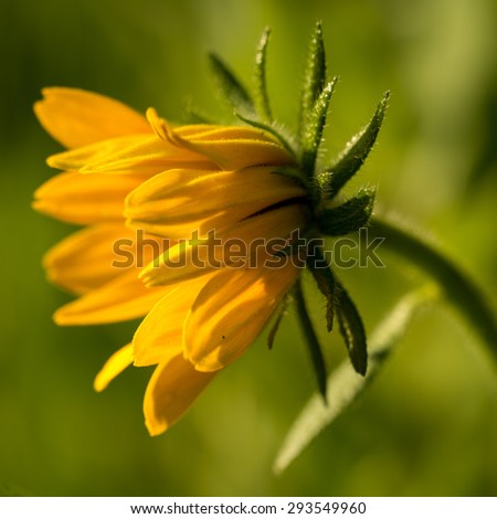 Bright yellow rudbeckia or Black Eyed Susan flower in the garden