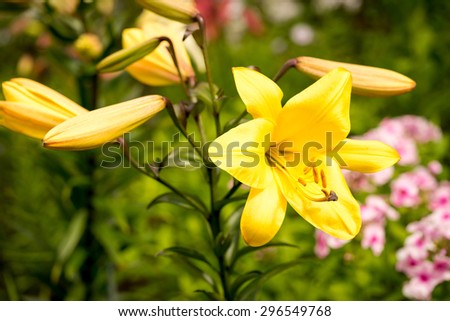 yellow asiatic lily in flower garden