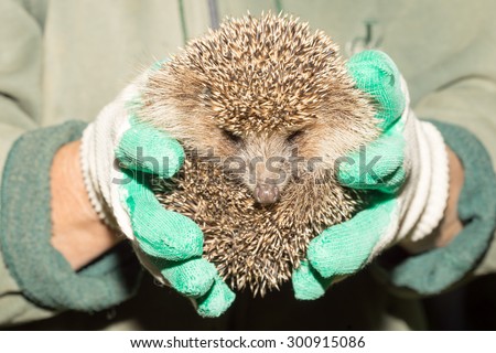 hedgehog in the hands of