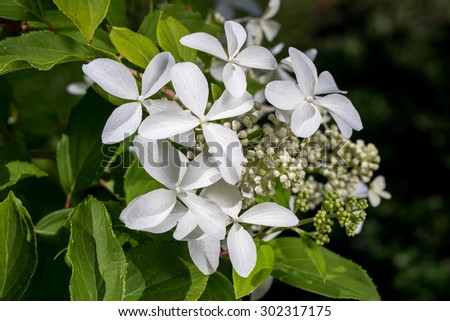 Hortensia Hidrangea - beautiful plant with flowers and leaves - details on the flower. blossom of white Hydrangea (Hortensia) in a garden