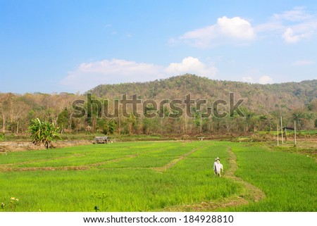 Rice field  in early stage