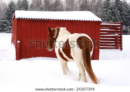 horse walking through the snow on a winter day towards shelter with a little snow falling