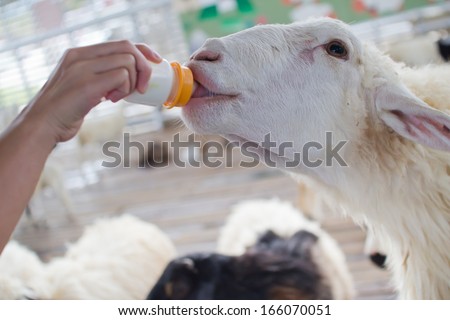 Sheep drinking Milk From a Bottle
