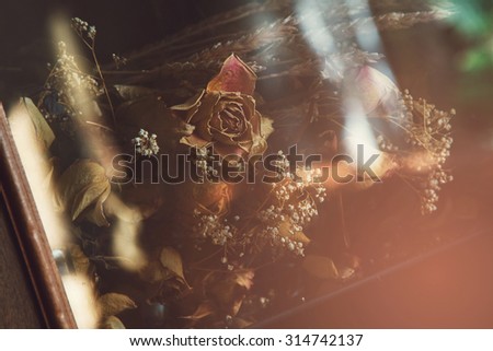 Picture of different dried flowers captured through the glass