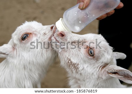 Sheep eat milk bottle
