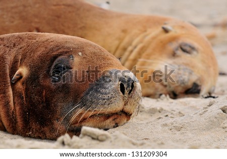 New Zealand sea lions on the beach