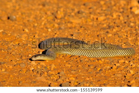 Common brown snake - Australia