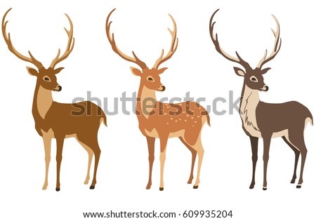 A set of deer for your design. Deer, sika deer and reindeer. Vector illustration, isolation objects.