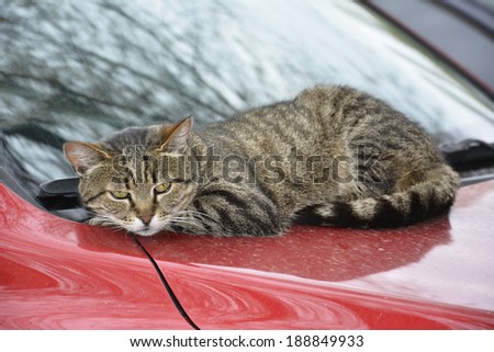 Gray cat lying on a red car on the street.