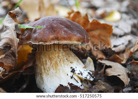 Boletus mushroom grows near the leaves in the autumn forest. Imagine de stoc © 