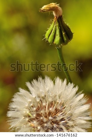Dandelion in flowering processes, bud and sphere with winged seeds on defocused green background