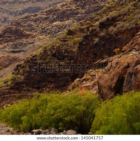 Rocky slopes and endemic bushes plocama pendula in the interior of Tirajana ravine, Gran canaria, Canary islands