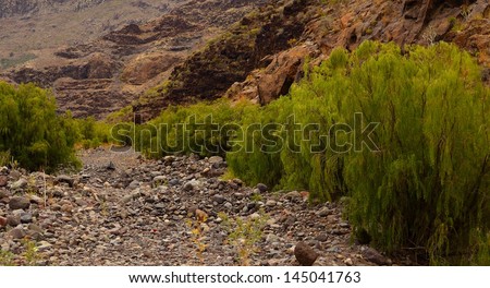Horizontal image of dry riverbed in the interior of Tirajana ravine with native bushes plocama pendula, Gran canaria, Canary islands
