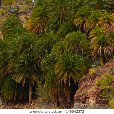 Small forest of palm trees phoenix canariensis, interior of Gran canaria, Canary islands