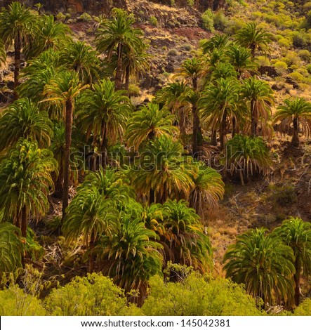 Mountainside with small forest of palm trees phoenix canariensis, interior of Gran canaria, canary islands