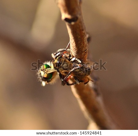 Great robber fly capturing a small bee under the claws and nailing its powerful stinger, in foreground