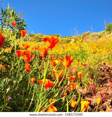 Group of colorful orange poppies among wild plants of Gran canaria on intense blue sky background, attractive flowers eschscholzia californica in the meadow