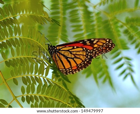 Splendid monarch butterfly with its folded wings and perched on the green leaves of a jacaranda tree in foreground and on unfocused natural background