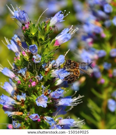 Magnificent cluster of small blue flowers of echium callithyrsum in all its splendor and worker bee collecting the juicy nectar of pollen, on a unfocused natural background of wildflowers