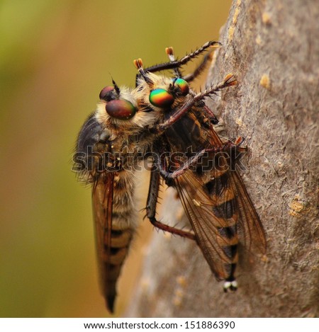Awesome scene of robber fly efferia albibarbis nailing the powerful stinger on a similar specimen trapped under its claws