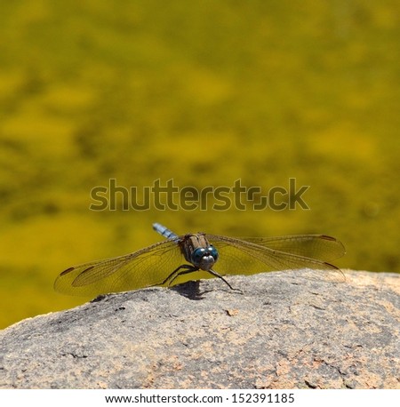 Peculiar blue dragonfly orthetrum chrysostigma resting on a rock and with its spread wings