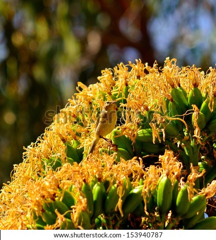 Splendid cluster of yellow flowers of wild plant agave fourcroydes with a little bird phylloscopus canariensis between its large stamens and observing carefully around, on blurred natural background