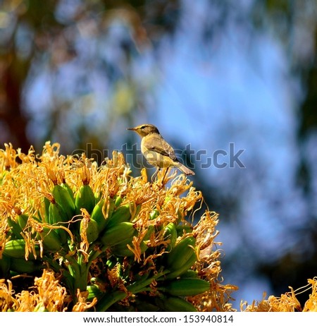 Little bird phylloscopus canariensis between the stamens of a large cluster of yellow flowers on the wild plant agave fourcroydes and looking around, on blurred natural background and blue sky