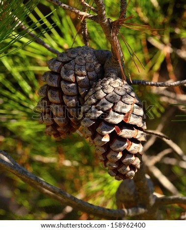 Dry Fruits Of Pinus Pinea On Branch Stock Photo 158962400 : Shutterstock