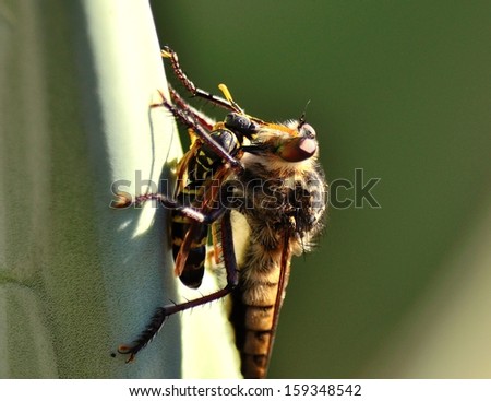 Magnificent hunting scene with robber fly efferia albibarbis nailing its powerful stinger on a small wasp trapped under the claws